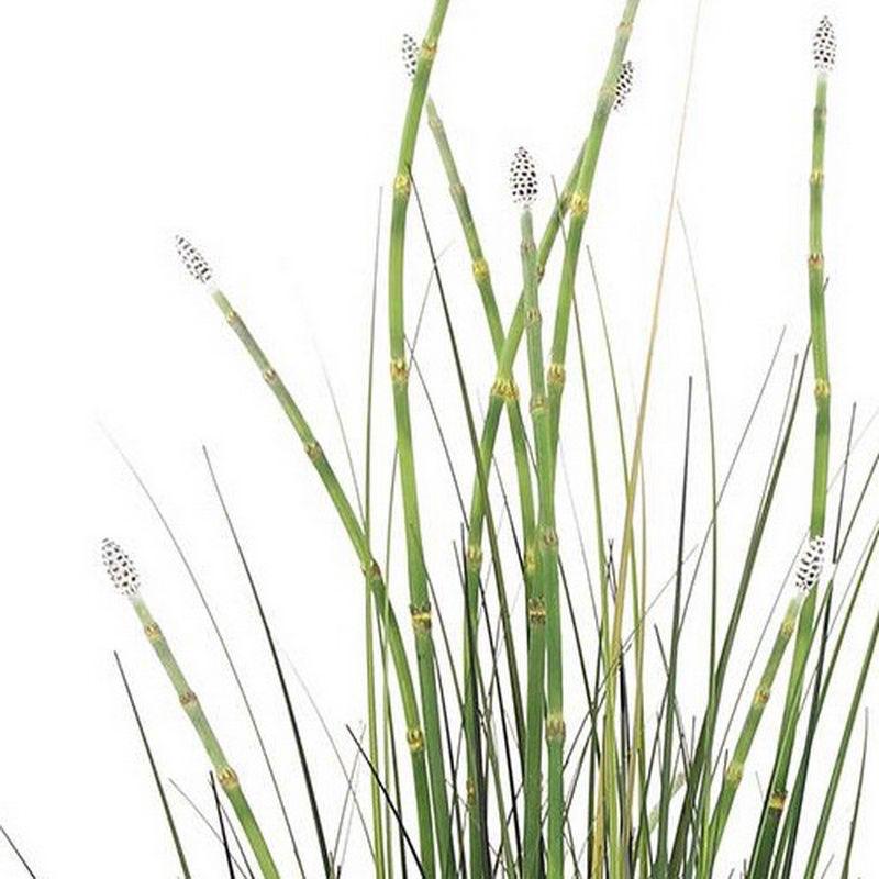 HORSETAIL Artificial Grass Plant
