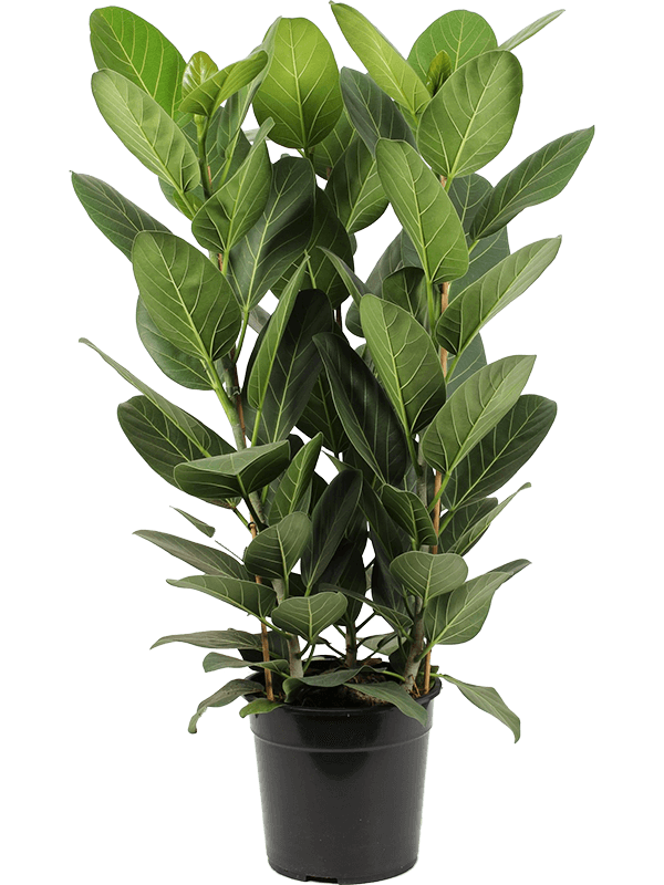 Lush Banyan Fig Ficus benghalensis 'Audrey' Indoor House Plants