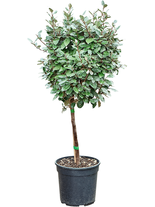 Elaeagnus ebbingei 'Compacta' (140-160)