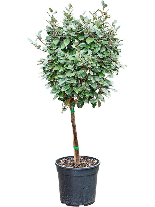Elaeagnus ebbingei 'Compacta' (140-160)