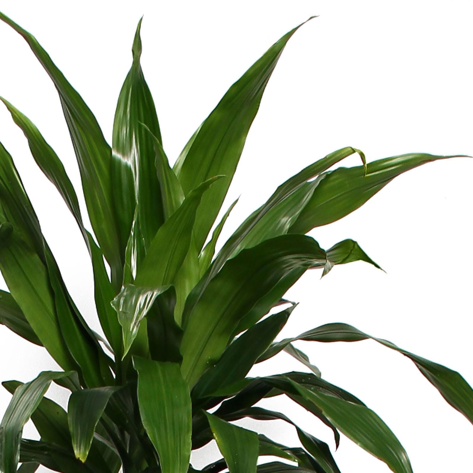 Impressive Corn Plant Dracaena fragrans 'Janet Craig' Tall Indoor House Plants Trees