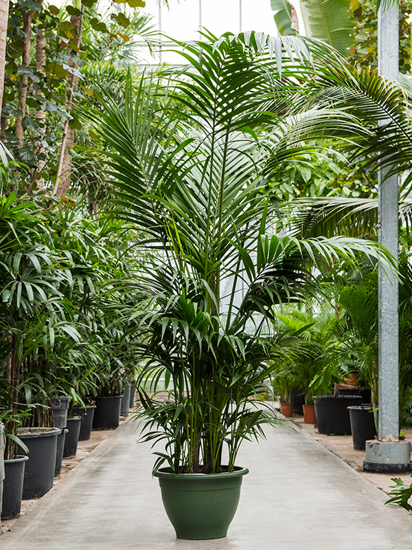 Lush Sentry Palm Kentia (Howea) forsteriana Indoor House Plants
