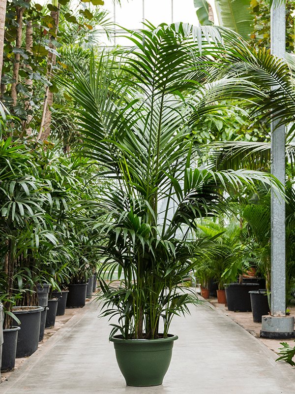 Lush Sentry Palm Kentia (Howea) forsteriana Indoor House Plants