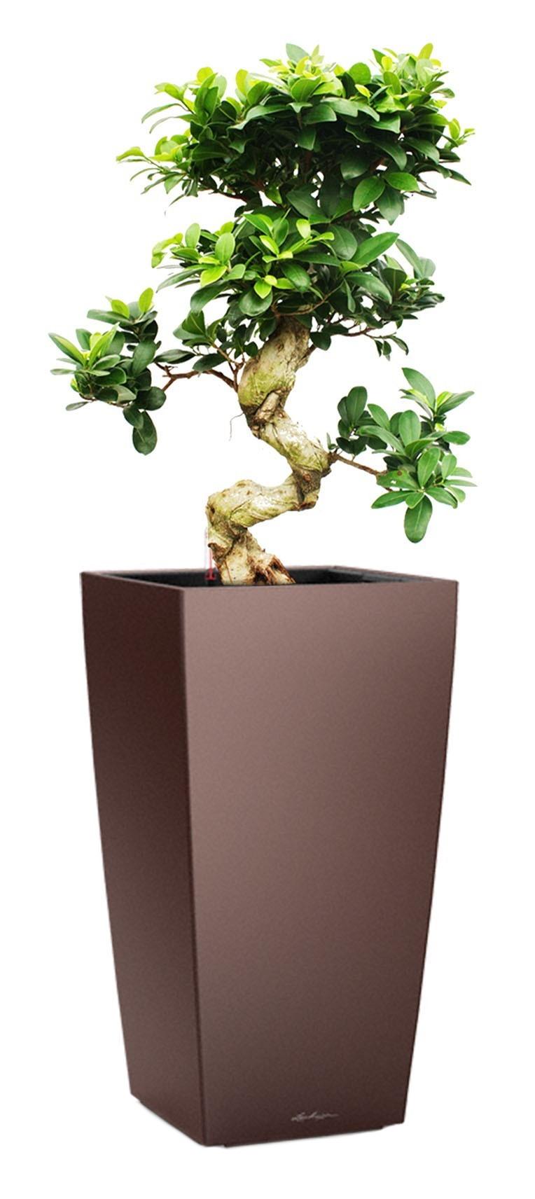 Ficus Microcarpa in LECHUZA CUBICO Self-watering Planter, Total Height 105 cm