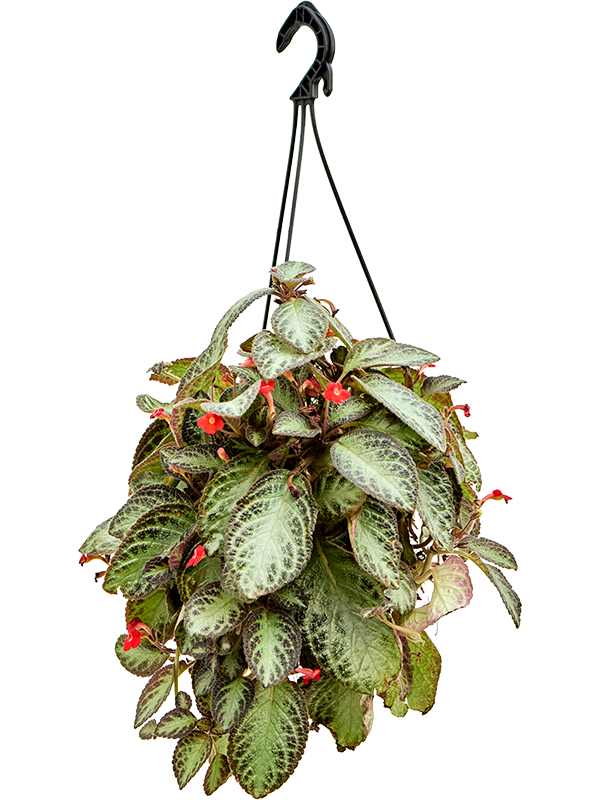 Episcia cupreata