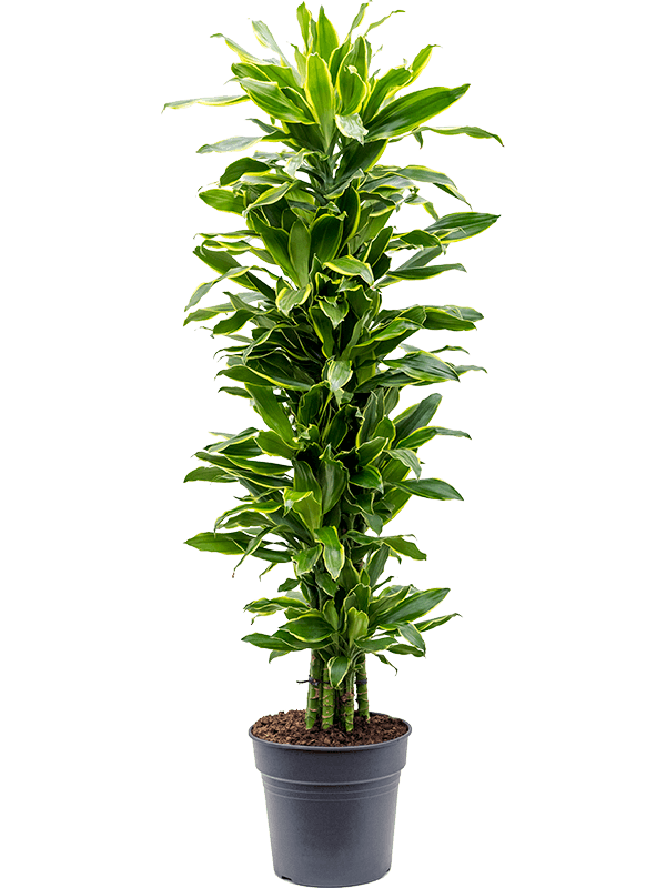 Insta-friendly Corn Plant Dracaena fragrans 'Golden Coast' Tall Indoor House Plants Trees