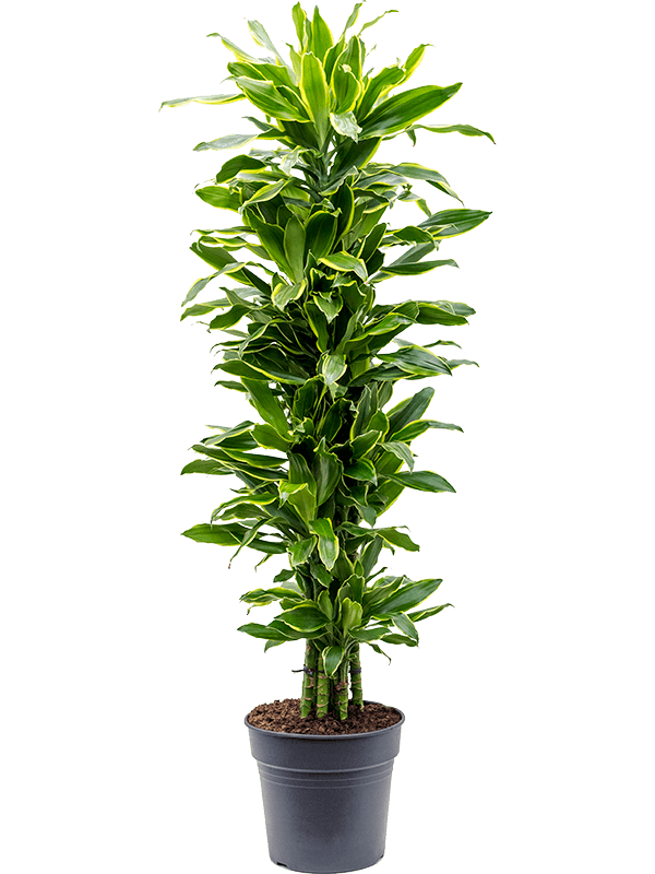 Insta-friendly Corn Plant Dracaena fragrans 'Golden Coast' Tall Indoor House Plants Trees
