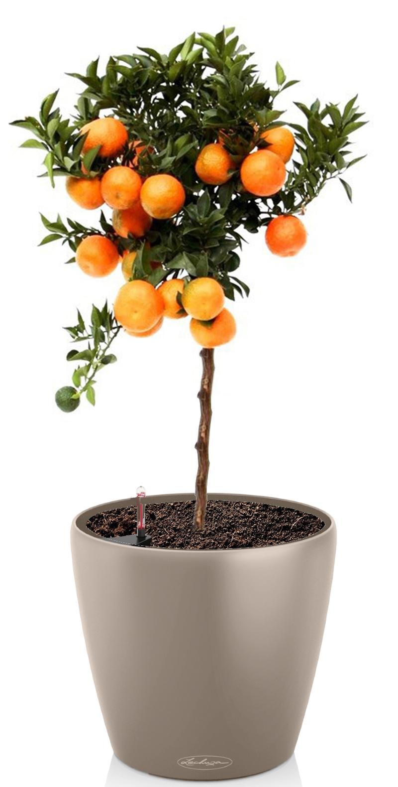 Tangerine Tree in LECHUZA CLASSICO Color Self-watering Planter, Total Height 85 cm