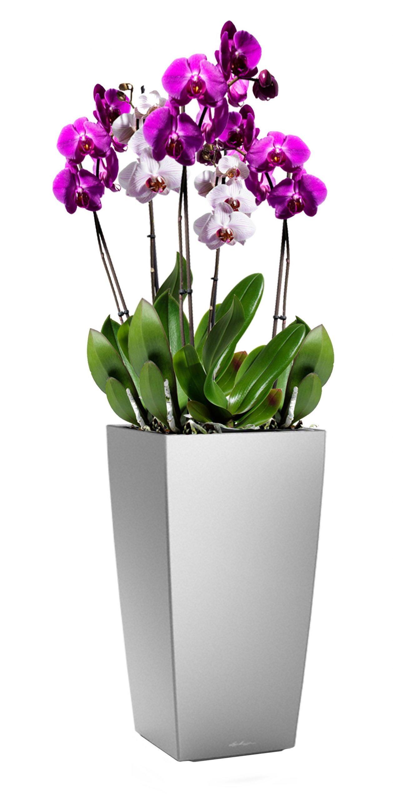 Blooming Lilac Orchid in LECHUZA CUBICO Self-watering Planter, Total Height 80 cm