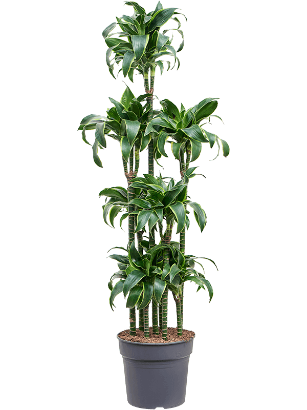 Insta-friendly Corn Plant Dracaena fragrans 'Dorado' Tall Indoor House Plants Trees