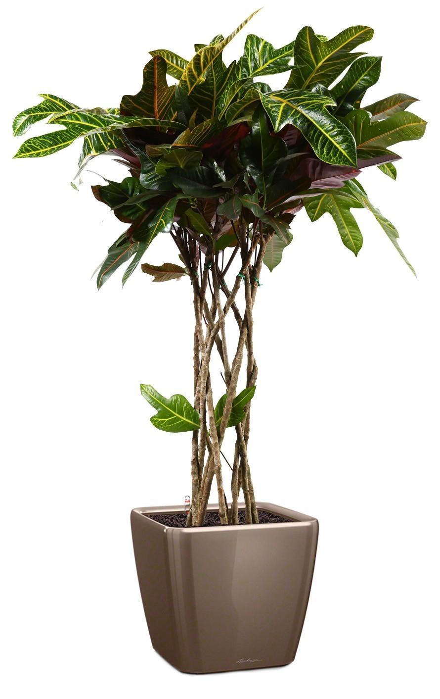 Codiaeum Cylinder in LECHUZA QUADRO LS Self-watering Planter, Total Height 120 cm