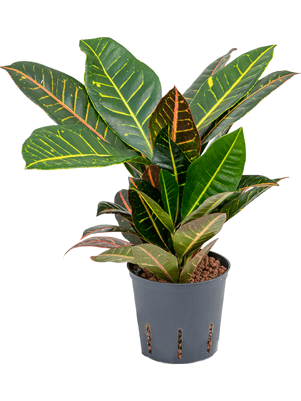 Colorful Croton (Codiaeum) variegatum 'Petra' Indoor House Plants