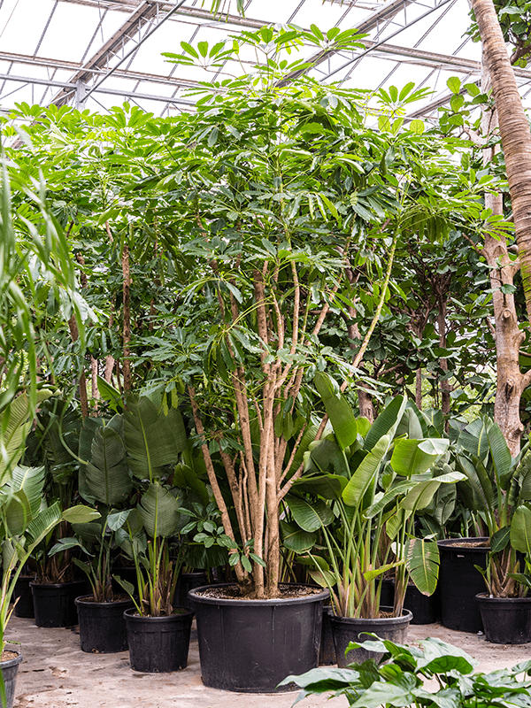 Cheerful Umbrella Tree Schefflera actinophylla 'Amate' Indoor House Plants