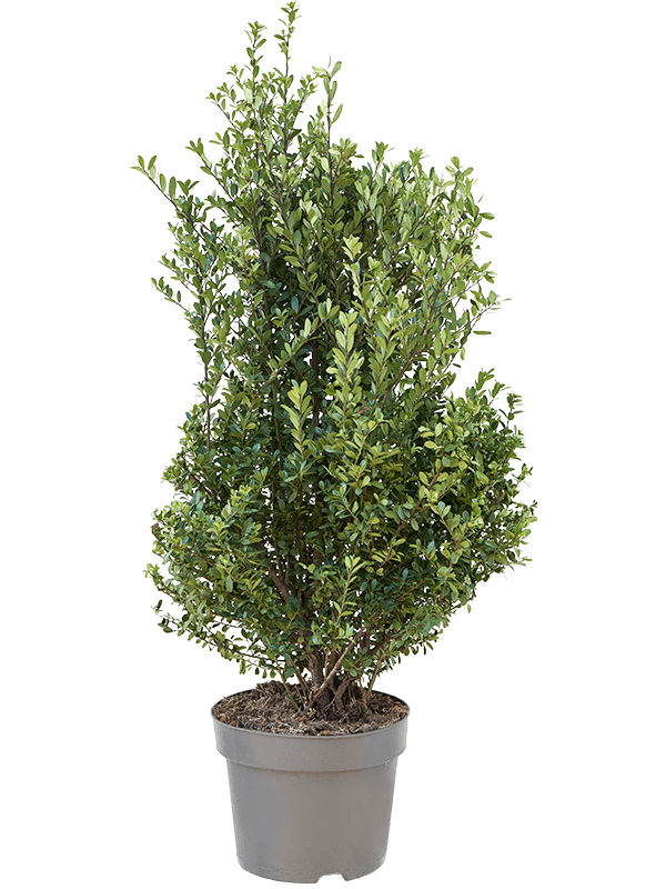 Cute Japanese Holly Ilex crenata 'Dark Green'