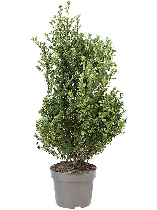 Cute Japanese Holly Ilex crenata 'Dark Green'