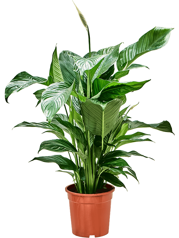 Showy Peace Lily Spathiphyllum 'Sweet Lauretta' Indoor House Plants