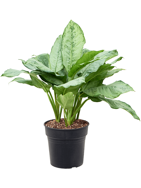 Shade-loving Chinese Evergreen Aglaonema 'Freedman' Indoor House Plants