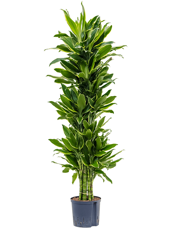 Insta-friendly Corn Plant Dracaena fragrans 'Golden Coast' Tall Indoor House Plants Trees