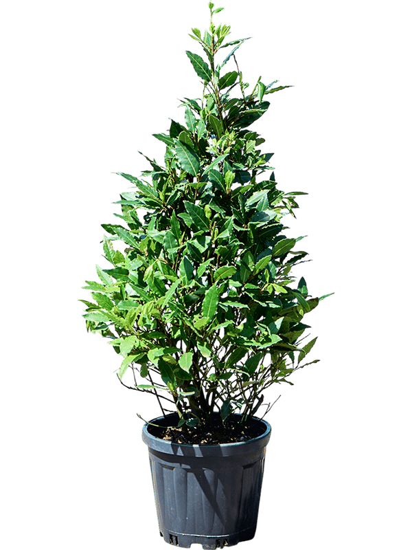 Lush Bay Tree Laurus nobilis