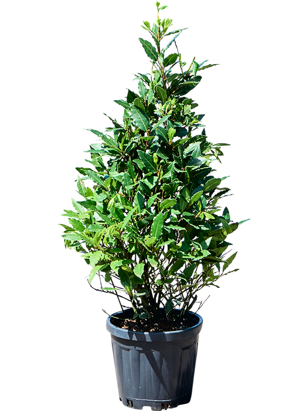 Lush Bay Tree Laurus nobilis