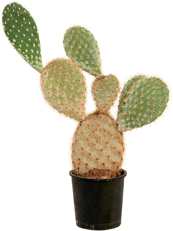 Easy-Care Prickly Pear Cactus Opuntia galapageia (60-80) Indoor House Plants