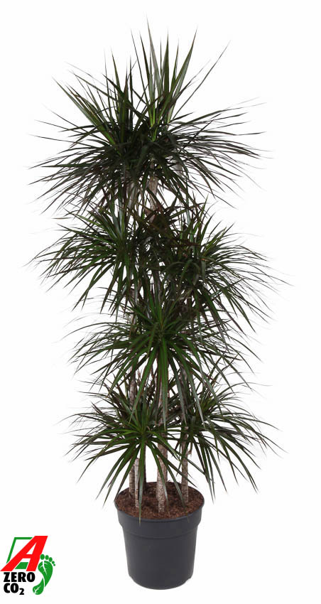 Showy Dragon Tree Dracaena marginata 'Magenta' Tall Indoor House Plants Trees