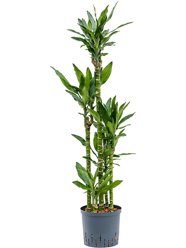 Vibrant Corn Plant Dracaena fragrans 'Burundii' Tall Indoor House Plants Trees