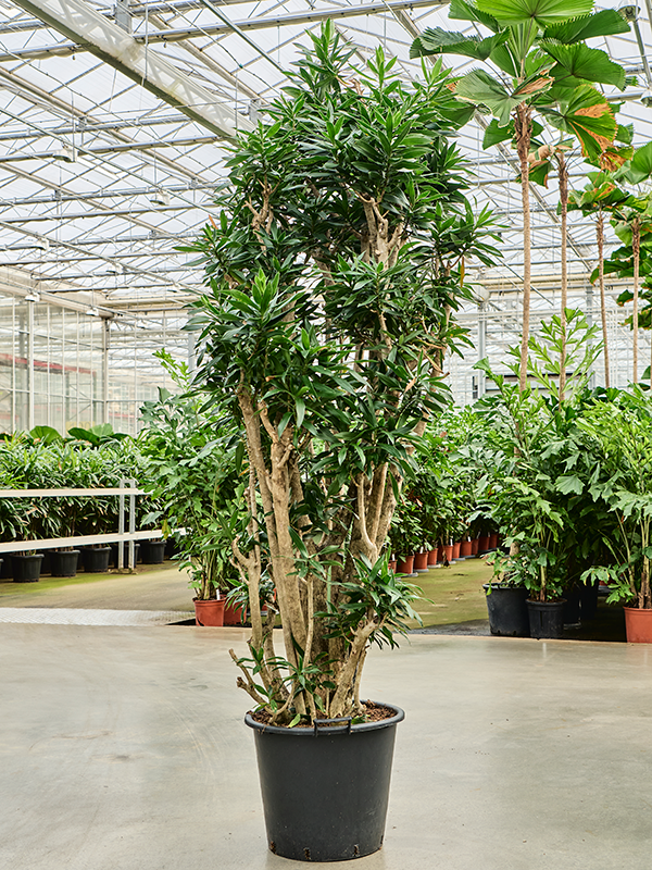 Easy-Care Dragon Tree Pleomele (Dracaena) reflexa Tall Indoor House Plants Trees