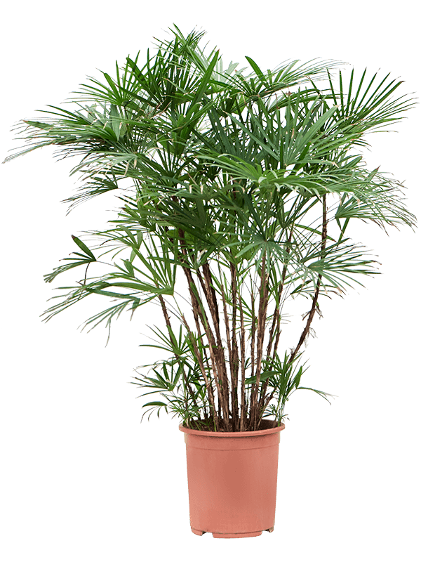 Elegant Lady Palm Rhapis humilis Tall Indoor House Plants Trees