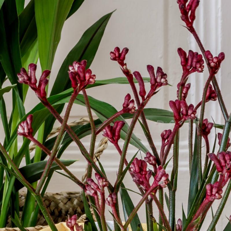 Blooming Anigozanthos (Kangaroo Paw) in LECHUZA CLASSICO LS Self-watering Planter, Total Height 40 c