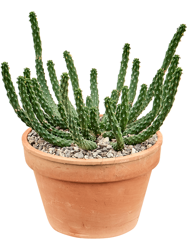 Easy-Care African Milk Tree Euphorbia inermis Indoor House Plants