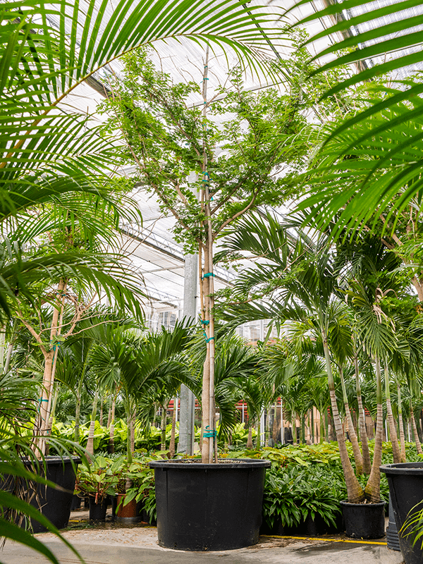 Lush Verawood Bulnesia arborea Tall Indoor House Plants Trees