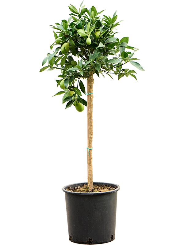 Citrus aurantifolia 'Limequat'