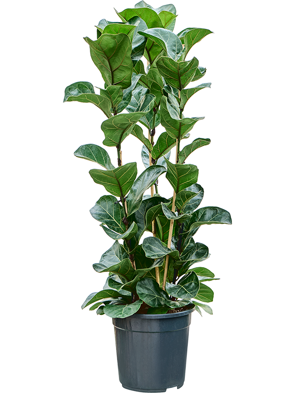 Lush Fiddle Leaf Fig Tree Ficus lyrata 'Bambino' Indoor House Plants