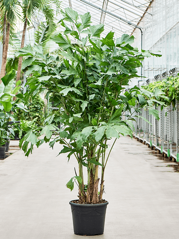 Lush Fishtail Palm Caryota mitis Indoor House Plants