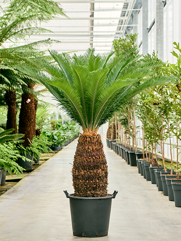 Sago Palm Cycas revoluta