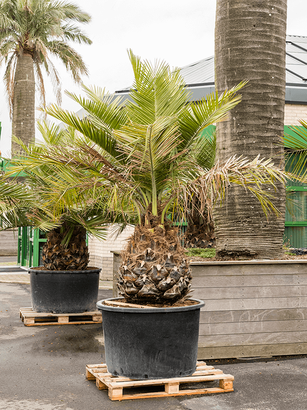 Jubaea Chilensis (Cocotier Du Chili, Palmier &agrave; Miel, Palmier &agrave; Vin