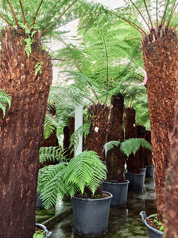 Lush Soft Tree Fern Dicksonia antarctica Tall Indoor House Plants Trees