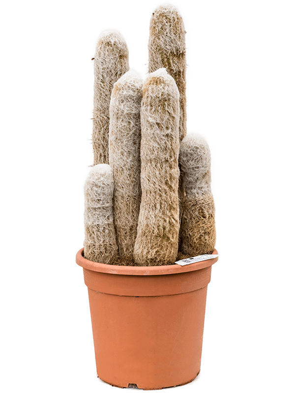 Easy-Care Peruvian Old Lady Espostoa melanostele Indoor House Plants