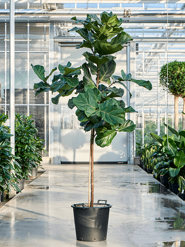 Lush Fiddle Leaf Fig Ficus lyrata Indoor House Plants