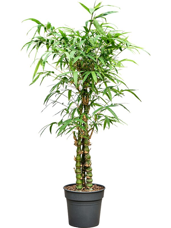 Bambusa ventricosa (140-160)