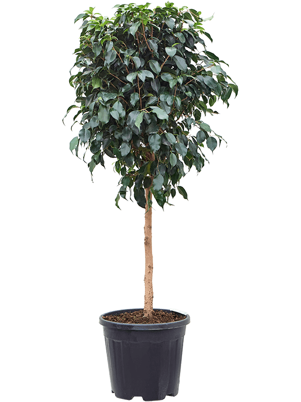 Lush Weeping Fig Ficus benjamina 'Danielle' Indoor House Plants