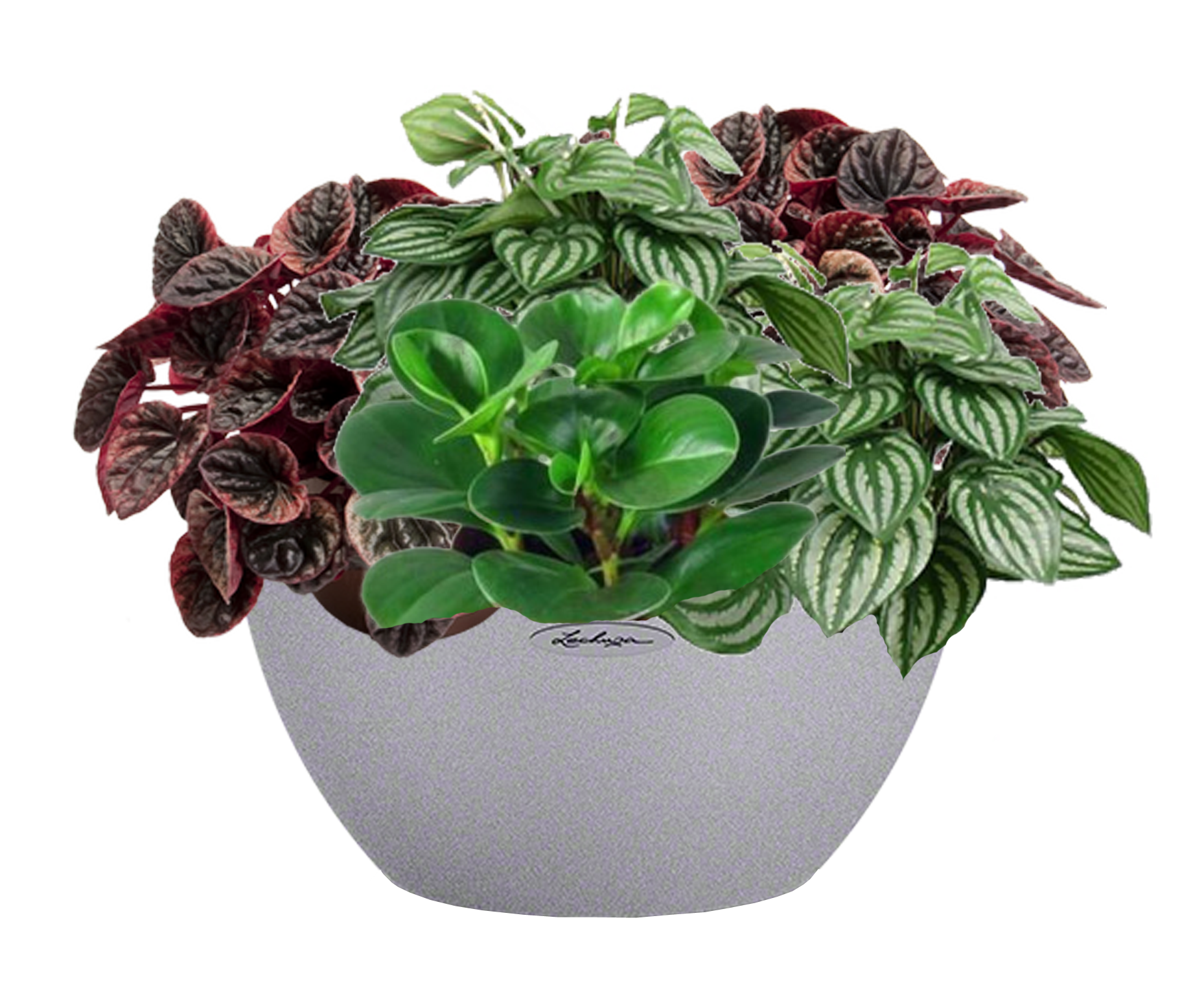 Peperomia in LECHUZA CUBETO Stone Self-watering Planter, Total Height 25 cm