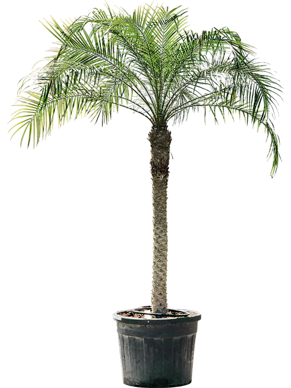 Tropical Pygmy Date Palm Phoenix roebelenii (470-500) Indoor House Plants