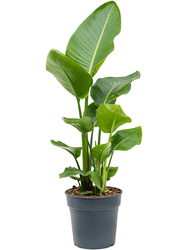 Tropical Bird of Paradise Strelitzia nicolai Indoor House Plants