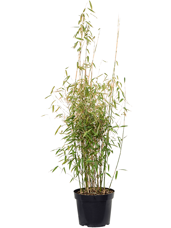Fargesia murieliae 'Jumbo'