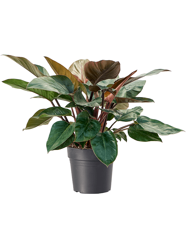 Lush Heart-Leaf Philodendron Red Congo Indoor House Plants