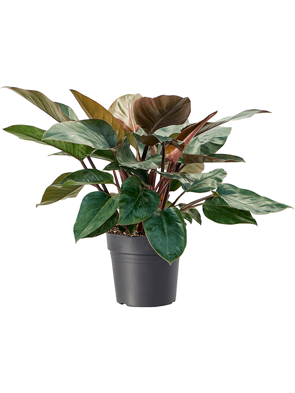 Lush Heart-Leaf Philodendron Red Congo Indoor House Plants