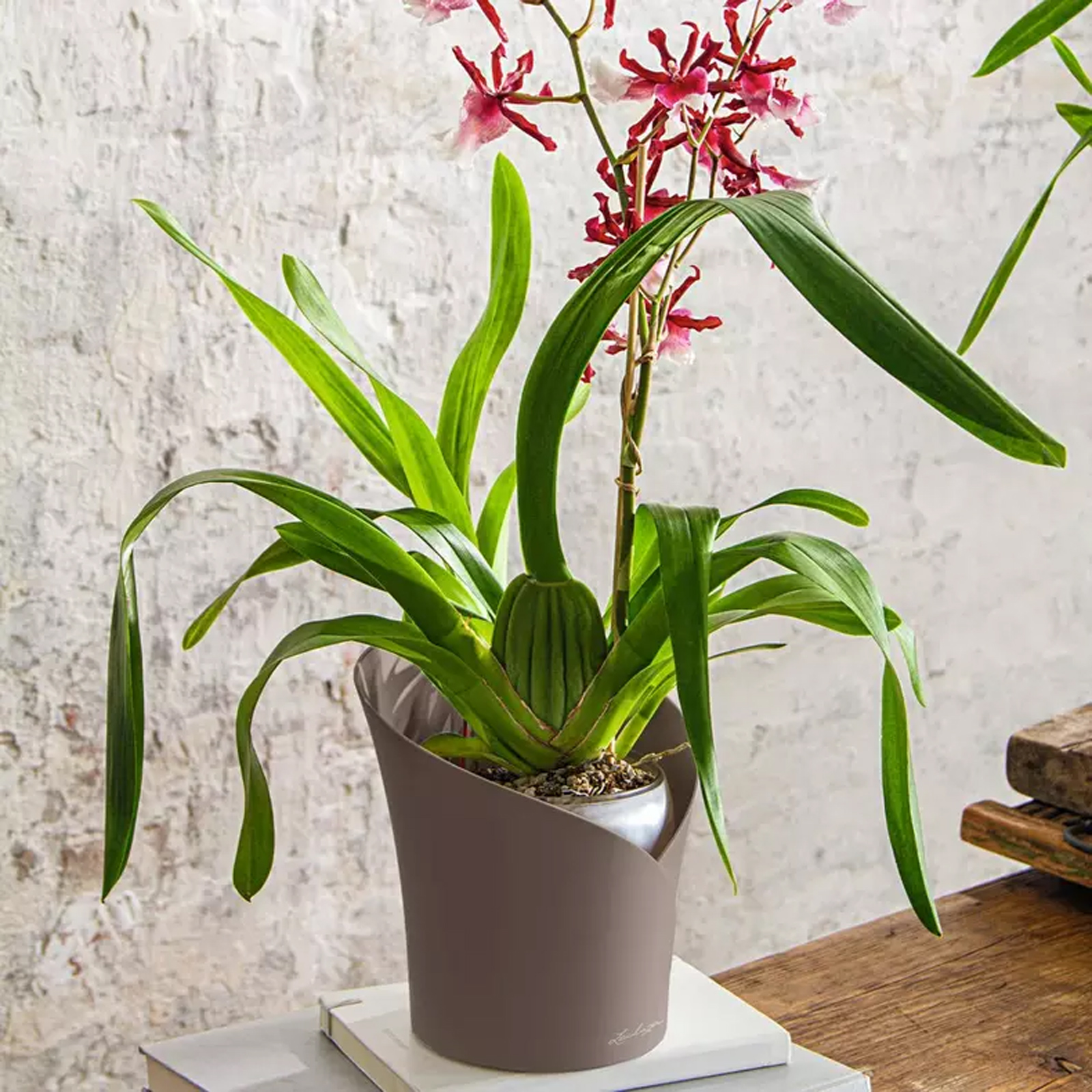 LECHUZA ORCHIDEA Round Poly Resin Indoor Self-watering Planter