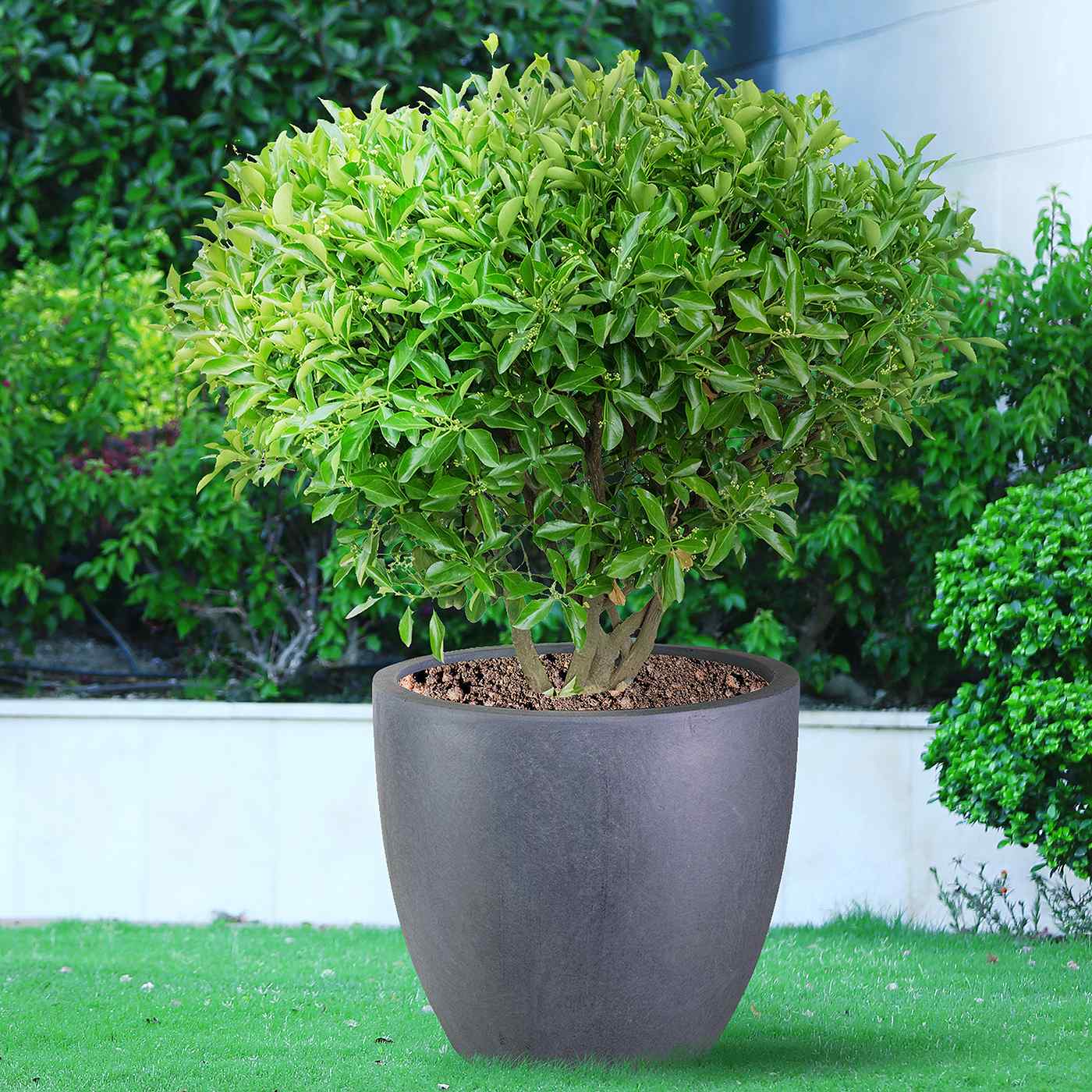 IDEALIST Lite Contemporary Light Concrete Egg Planter